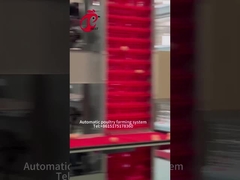 Tipo automático gaiola da coleção A do ovo da camada da galinha para a exploração avícola Rosa