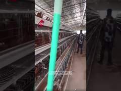 Gaiola em bateria para frango tipo A ou H tipo 3 ou 4 para avicultura Doris