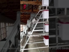 Gaiola automática da camada do ovo da bateria do equipamento da gaiola da galinha de 96 pássaros para galinhas poedeiras na íris de Nigéria