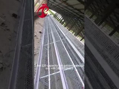 Caixa de camada de aves de capoeira semiautomática 15000 aves Caixa manual de aves de capoeira na Nigéria Iris