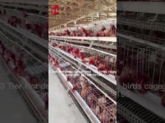 Alimentação em camadas Utilize 2 camadas Bateria gaiola Casa de aves de capoeira Calor mergulho Galvanizado areia