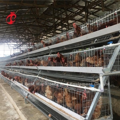 A ou tipo sistema de H da gaiola de bateria da camada para a íris da exploração avícola de 1000 a 20000 pássaros