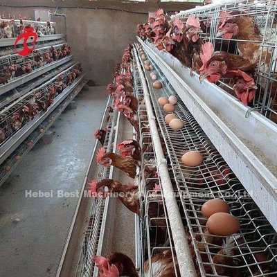 O cultivo da camada usa a casa que das aves domésticas da gaiola de bateria de 2 séries o mergulho quente galvanizou Sandy