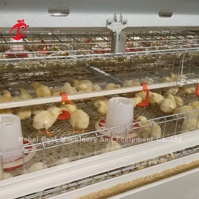 96 pássaros um tipo - exploração agrícola Doris de Chick Brooder Cage In Chicken de 1 - 12 semanas
