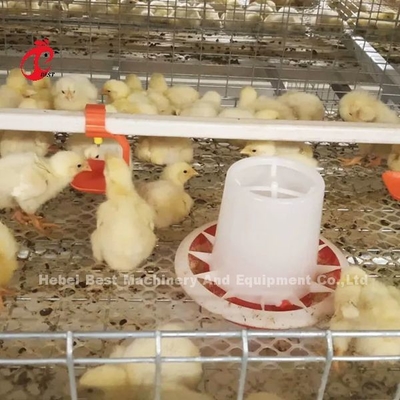 Tipo A/H Pullet Galinha gaiola Filhotes de frango pousando gaiola Mia