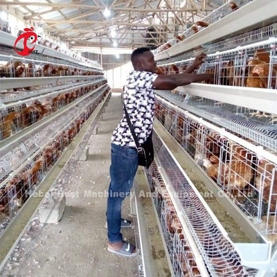 Cultivo de aves domésticas da gaiola de bateria dos pássaros das galinhas poedeiras 256 em Zâmbia Sandy