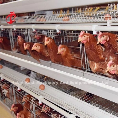 As aves domésticas que de 120 pássaros a bateria prende quente galvanizaram com 4 portas usam-se em 10000 pássaros cultivam Mia