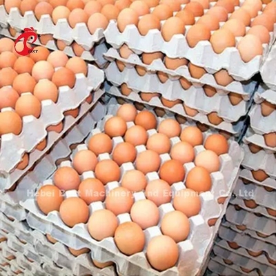 Um sistema de gaiola de bateria de camada de tipo em 5000 ovos de colocação