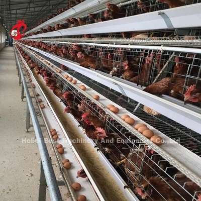 Caixa de bateria de aço inoxidável para frango 432cm2 Área pássaro Adela