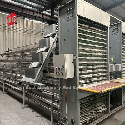 Equipamento automático de gaiolas de galinhas tipo A ou H de alimentação sistema de coleta de ovos para 35.000 aves Doris