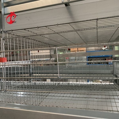 20 anos de equipamento automático da gaiola da galinha do cultivo de aves domésticas da camada do tempo para 20.000 camadas de Adela