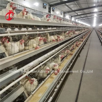 Tipo moderno equipamento automático de H da gaiola da galinha das aves domésticas 20 anos de Ada do tempo