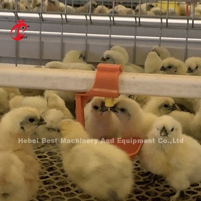 Prático 380V Cage Chick Brooder Para Dia Velha camada cultivador de frangos na África Iris Farm