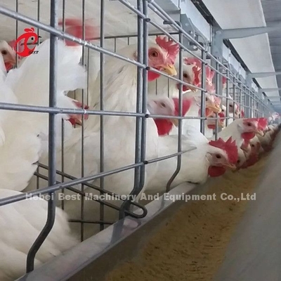 Sistema de alimentação automático da gaiola de bateria da grelha para cultivar o espaço de salvaguarda Emily