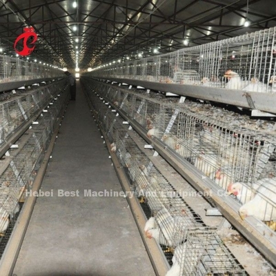 Sistema de gaiolas de frango de tipo A ou H estável Gaiolas de frango totalmente automáticas Doris Shi