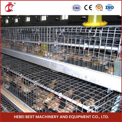 Ada velho da galinha da camada de Chick Brooder Cage For Day da franga automática da exploração avícola