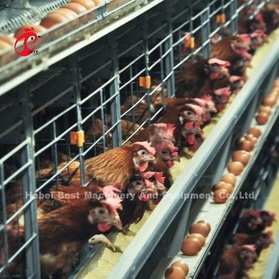 200 pássaros Caixa automática de bateria de frango para venda camada de ovo Caixa Fazenda Ada