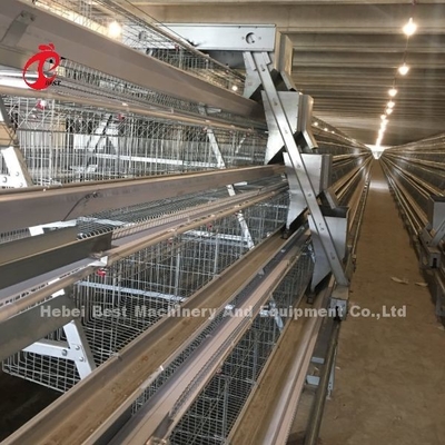 3 Nível 45 Dias Caixa de frango Íris altamente durável