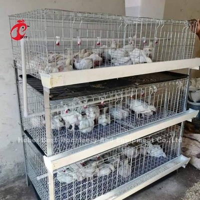 Tipo A e H Broiler Bateria Caixa de Frango Por 45 Dias Broilers Emily