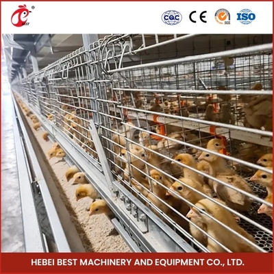 2 Portas Cage de reprodução de pintos durável Sistema automático de alimentação Emily