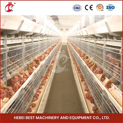 Economia de espaço Sistema automático de gaiola de frango para 120-200 galinhas Rose