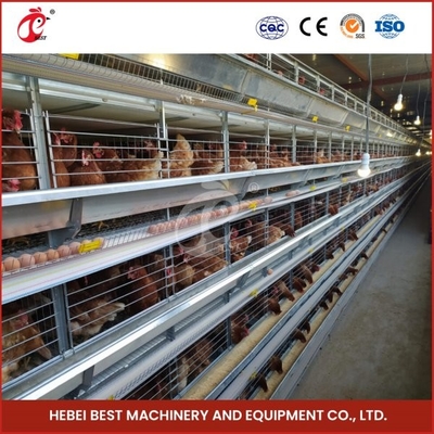 Sistema de jaula de bateria de ventilação de camada e jaula de galinha com conveyor combinado Ada