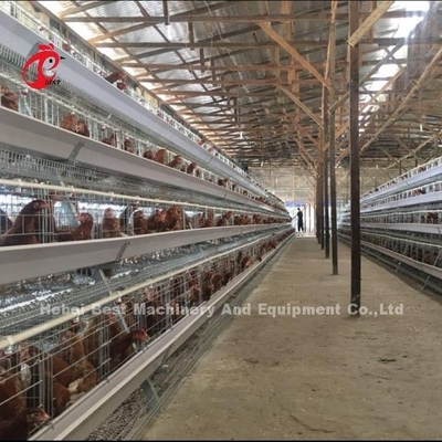 3 níveis 40cm de altura da célula camada sistema de gaiola de bateria para melhorar a produtividade da camada Iris