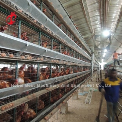 Sistema de gaiolas de camada semi-automática 2,2m x 2,4m x 1,95m para Iris de criação de aves de capoeira