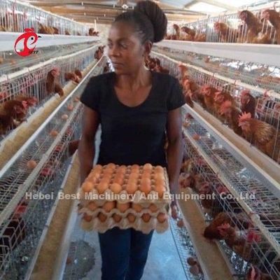 4 Pássaros/Célula Sistema de Caixa de Bateria Galvanizada a Quente para Estrela da Fazenda de Camada