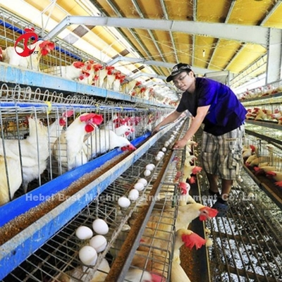 Sistema de gaiolas de criação de aves de capoeira de alta eficiência com íris de fio de diâmetro de gaiola de 2,8 mm a 3,5 mm