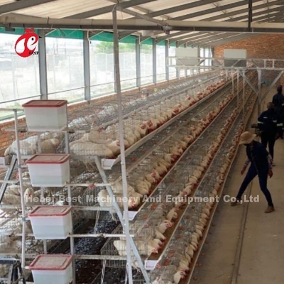 Caixa de frango de aço de 8 níveis para a colocação de ovos Iris