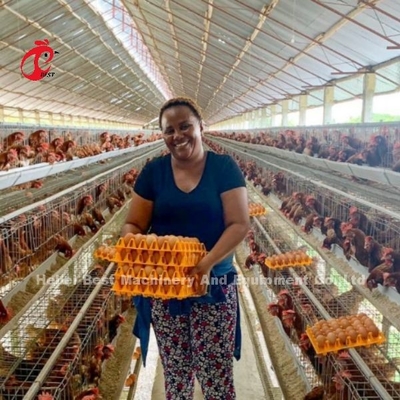 Caixa de frango de aço de 8 níveis para a colocação de ovos Iris