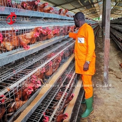 Sistema de gaiolas de bateria de camada superior para criação de frangos 96-200 Aves Construção robusta de fios Iris