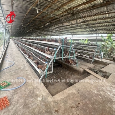 Sistema de gaiolas de bateria de camada 3 ou 4 para 500-1000 aves Iris