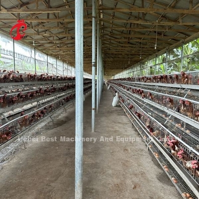 Melhor Marca Confiável Sistema de Caixa de Alimentação de Aves de Aves Iris