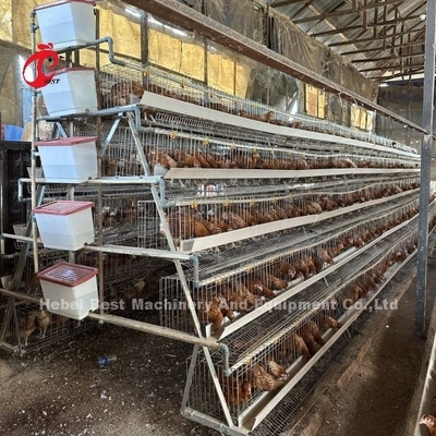 Melhor Marca Confiável Sistema de Caixa de Alimentação de Aves de Aves Iris