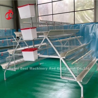 Sistema avançado de gaiolas de avicultura com bebedouros automáticos Emily Wang