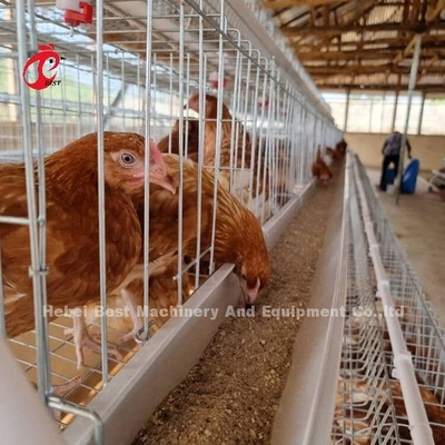 Série da gaiola 5 da camada da bateria da fábrica de China com equipamento das aves domésticas para o mercado Sandy de África