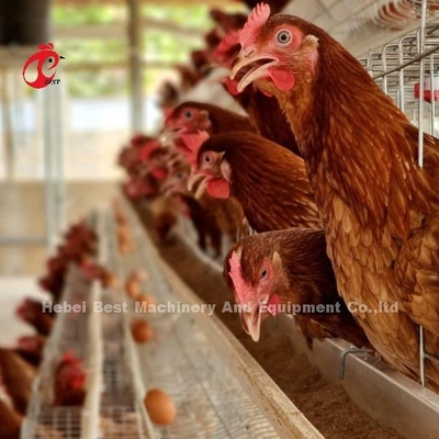 Sistema automático de gaiolas de criação de frangos de corte com equipamento de alimentação Adela