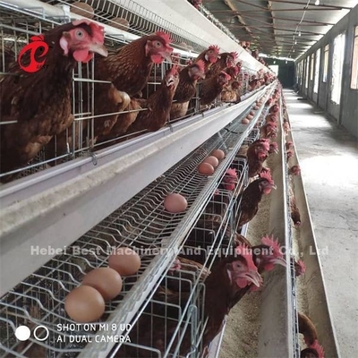 África Quente Galvanizado 4 Níveis Políticas Camada Bateria Jaula 25 Anos Duração de Vida Para Venda Para Camadas Fazenda Emily