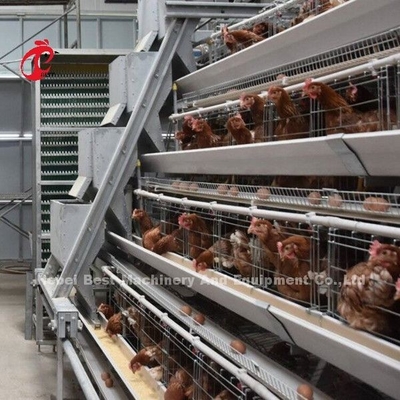 Sistema de alimentação 1.5KW 380V Doris da gaiola semi automática da camada das aves domésticas