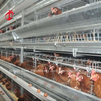 Sistema de alimentação 1.5KW 380V Doris da gaiola semi automática da camada das aves domésticas