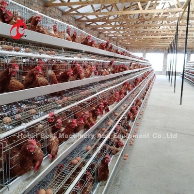 Caixa de bateria de camada profissional instalada na Nigéria Caixa de frango automática Doris