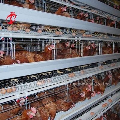 Um tipo galinha dos pássaros da gaiola de bateria 120 das aves domésticas que coloca a gaiola África Doris dos ovos