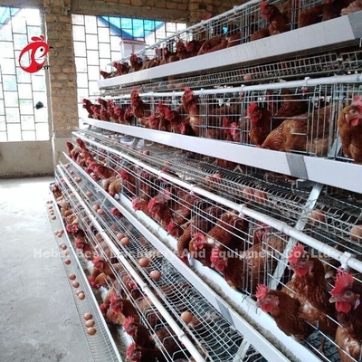 Um tipo galinha dos pássaros da gaiola de bateria 120 das aves domésticas que coloca a gaiola África Doris dos ovos