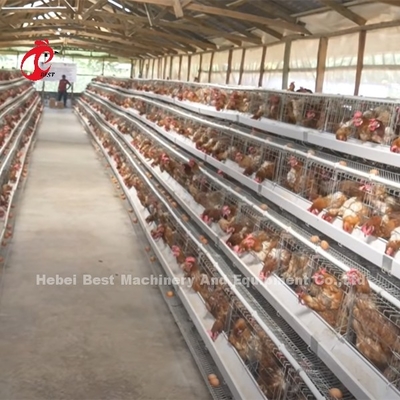 Sistema superior e de luxe do armazém de Nigéria das aves domésticas de bateria da gaiola para galinhas Sandy da camada