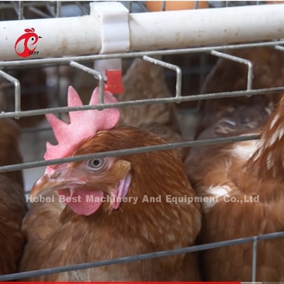 China importou a gaiola de bateria revestida ISO9001 da galinha, porta Sandy do sistema 4 da gaiola da galinha da camada