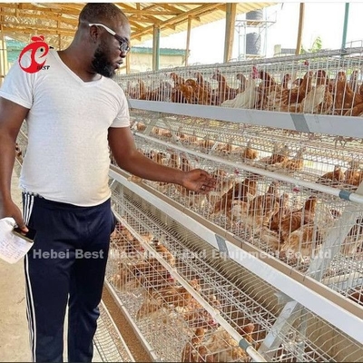 Gaiola automática da camada da bateria, gaiola Nigéria Lagos Sandy do cultivo de aves domésticas