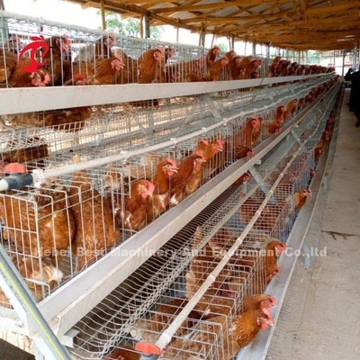 Gaiola automática da camada da bateria, gaiola Nigéria Lagos Sandy do cultivo de aves domésticas