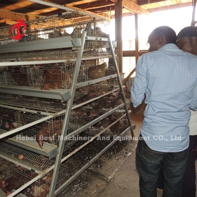 Gaiola por atacado da camada das aves domésticas do preço de fábrica Q235, estrela dos pássaros do sistema 256 da gaiola de bateria